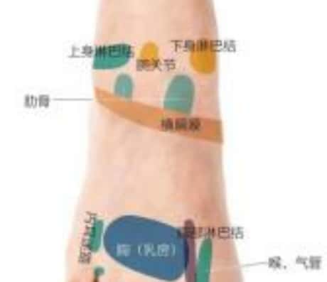 女人脚踝长痣的含义与解读