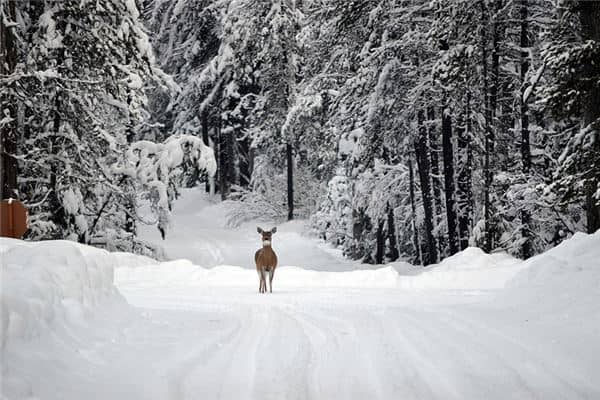 梦见大雪封路