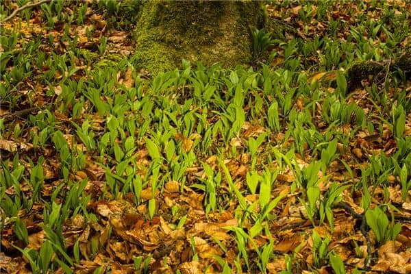 梦见挖野菜