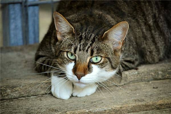 梦见女猫凶猛