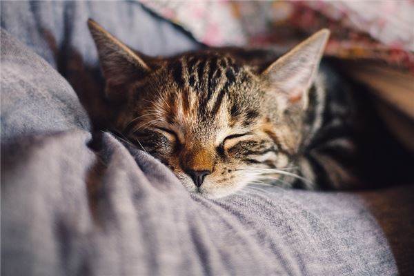 已婚男子梦见猫