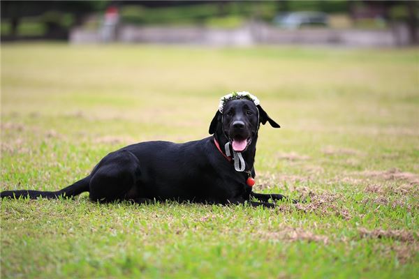 梦见黑犬追击