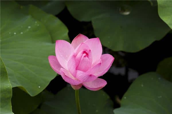 怀孕梦见莲花是男孩