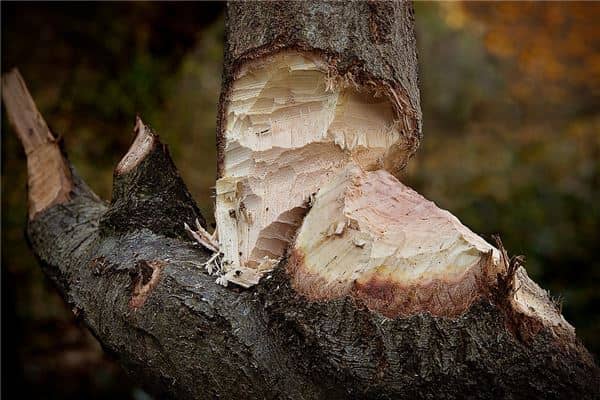 梦见别人砍树树倒了