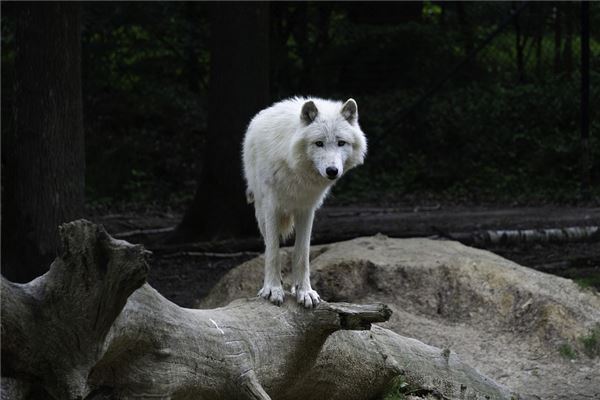 梦见白狼