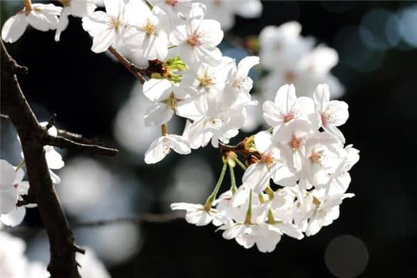 梦见槐花开满树摘槐花