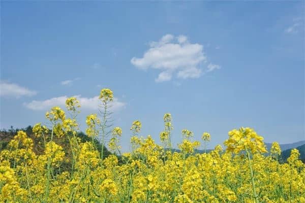 孕妇梦见油菜花